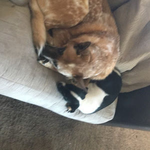 Meet your Posher, Lizee